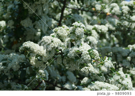 ピラカンサ　和名は常盤山櫨子(ときわさんざし) 9809093