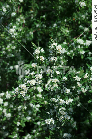 ピラカンサ　和名は橘擬(たちばなもどき) 9809094