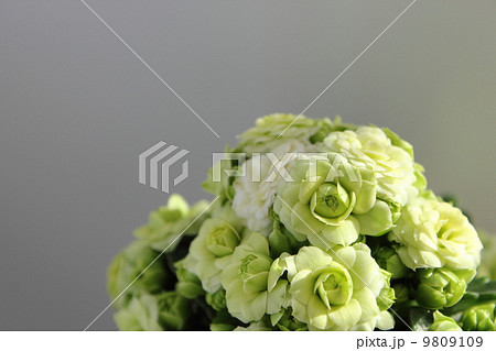 八重咲きのカランコエ 9809109