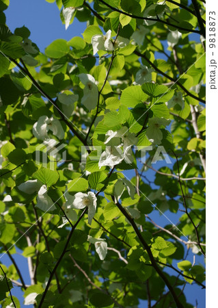 ハンカチの木　鳩の木とも呼ばれます。 9818873