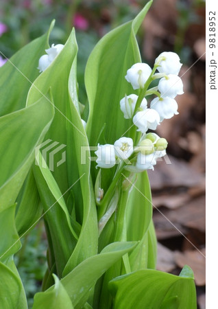 ドイツスズラン 9818952