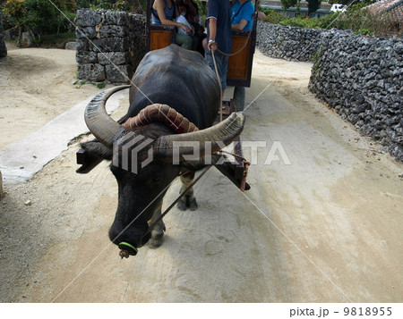 竹富島の水牛車 9818955