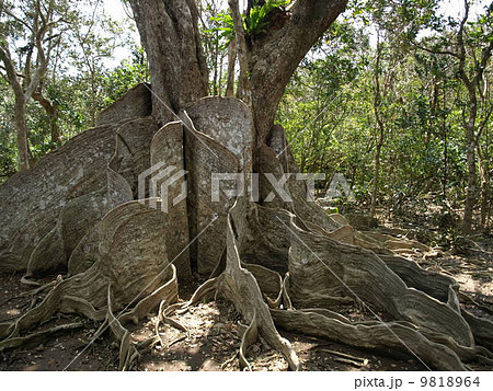 西表島 サキシマスオウ  9818964