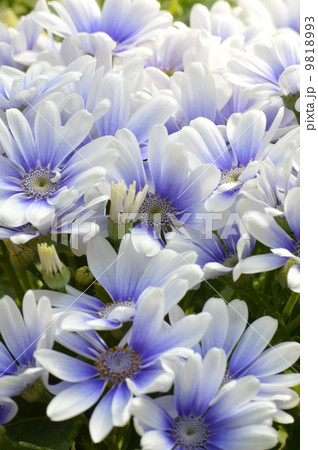 シネラリア　ティアブルー 9818993