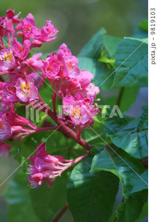 紅花栃の木 紅花栃の木 9819103