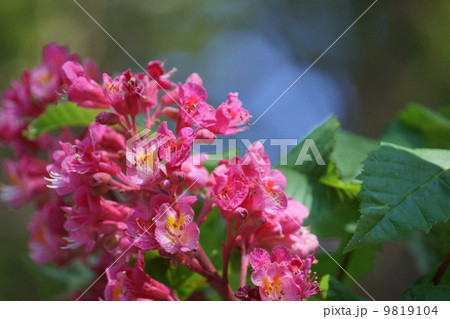 紅花栃の木 紅花栃の木 9819104