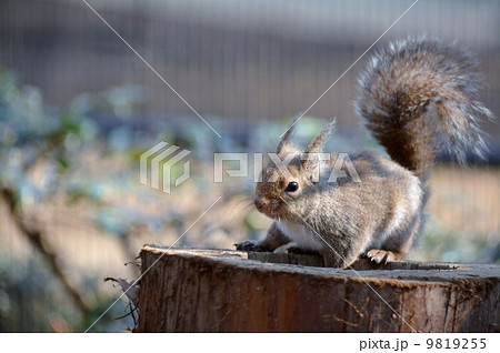 ニホンリス ニホンリス 9819255