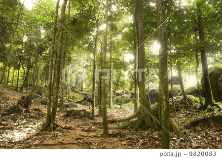 green forest 9820083