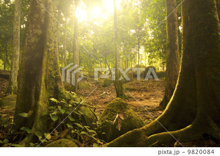 green forest green forest 9820084