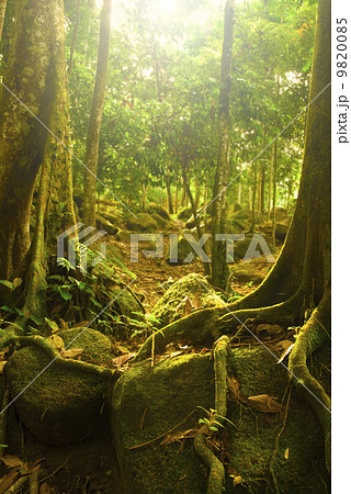 forest 9820085