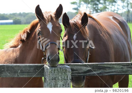 なかよし親子 9820196