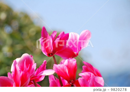 シクラメンと青空 シクラメンと青空 9820278