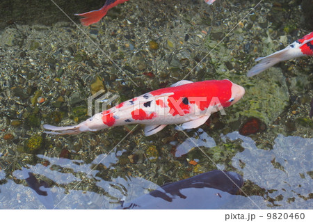 鯉 錦鯉 鯉 錦鯉 9820460