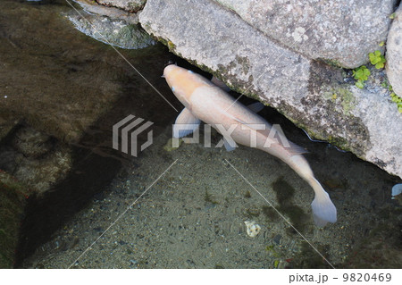 鯉　白い鯉 9820469