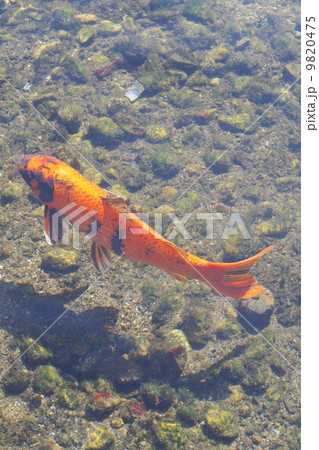 鯉　錦鯉 9820475