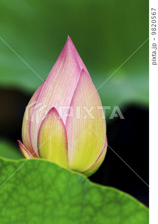 蓮の蕾 蓮の蕾 9820567