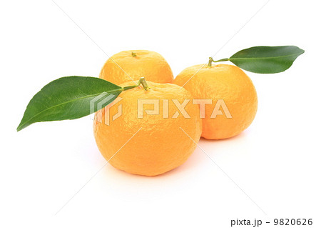 ポンカン ポンカン 9820626