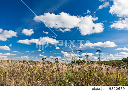 Meadow 9820679