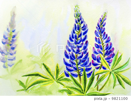 Lupine flowers, watercolor 9821100