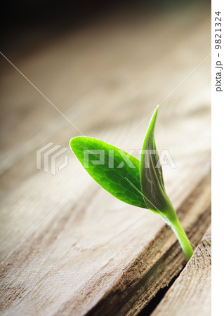 sprout sprouting across the wooden floor 9821324