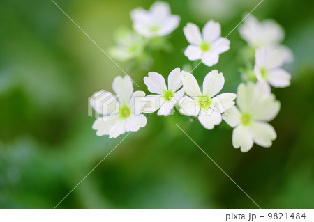 Primula malacoides 9821484