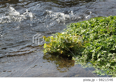 小川のセリとクレソン 9821546