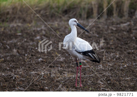 コウノトリ コウノトリ 9821771