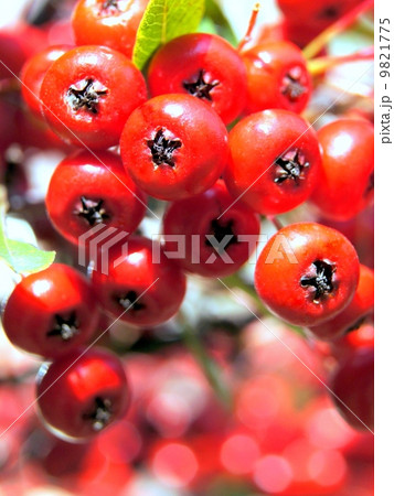 ピラカンサの赤い実 9821775