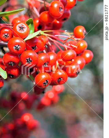 ピラカンサの赤い実 9821777