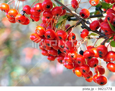 ピラカンサの赤い実 ピラカンサの赤い実 9821778