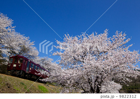 わたらせ渓谷鉄道・大間々の桜並木を行くローカル列車 9822312