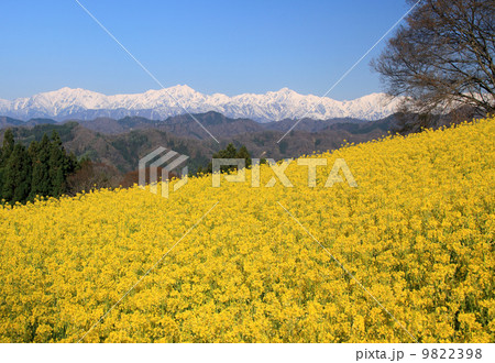 菜の花小川村 菜の花小川村 9822398