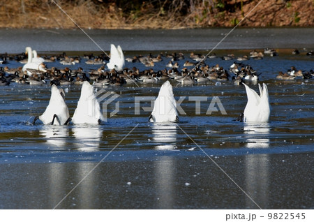 湖底の餌を食べる白鳥の写真素材