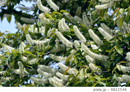 ウワミズザクラ ウワミズザクラ 9822546