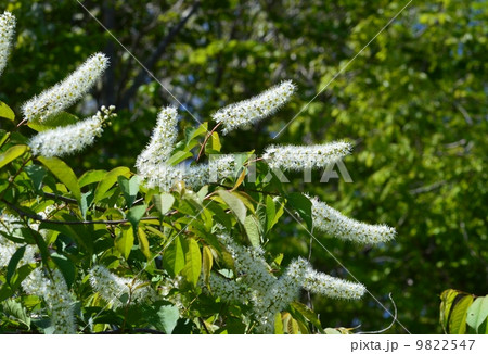 ウワミズザクラ ウワミズザクラ 9822547