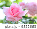 ばら 9822663