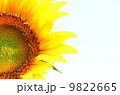 ひまわり２ 9822665
