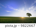 哲学の木 9822667