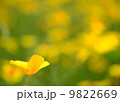 はな 9822669
