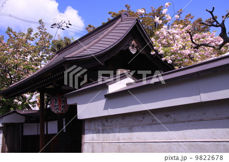 雨宝院（西陣聖天）に咲く歓喜桜＜京都市上京区＞ 9822678