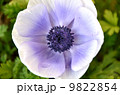 アネモネ 9822854