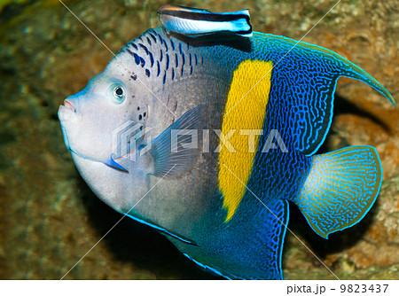 Spotted blue discus Spotted blue discus 9823437