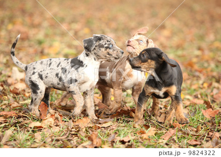 Adorable Louisiana Catahoula puppies playing 9824322
