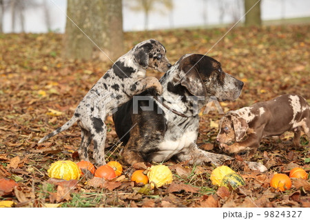 Louisiana Catahoula dog with adorable puppies in autumn 9824327