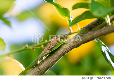 Locust sits on a Branch of Lemon Tree 9824780