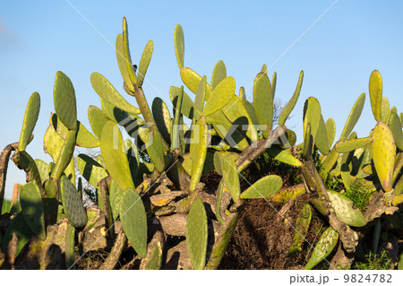 Chumbera Nopal Cactus Plant 9824782