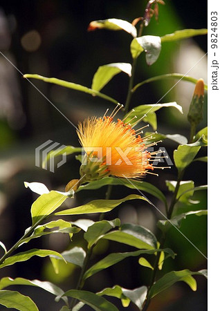 スティフティア・クリサンタ スティフティア・クリサンタ 9824803