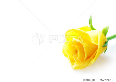 ばら一輪 9824971