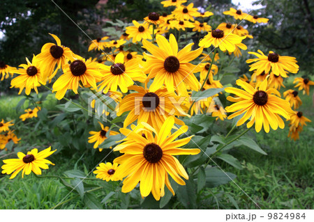 ルドベキア ルドベキア 9824984