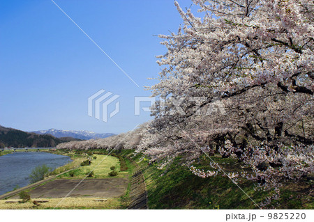 角館の桜 9825220
